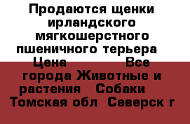 Продаются щенки ирландского мягкошерстного пшеничного терьера › Цена ­ 30 000 - Все города Животные и растения » Собаки   . Томская обл.,Северск г.
